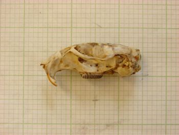 Media type: image;   Mammalogy 26345